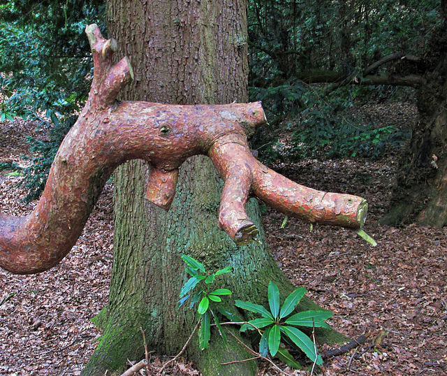 Trees at Hare Hill.