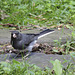 Dark-eyed Junco