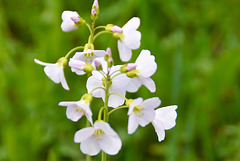 Schaumkraut (Cardamine)