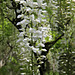 Sherborne wisteria