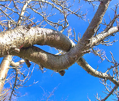 Branches