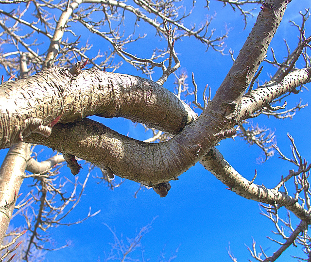 Branches Branches