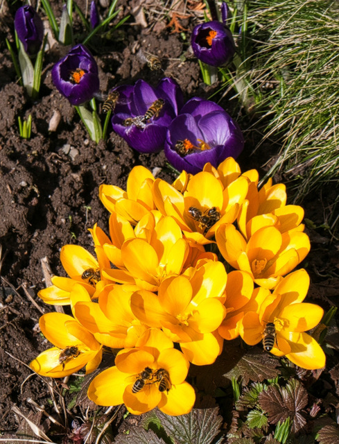 Bienen in Blüten