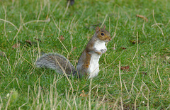 Squirrel EF7A9269