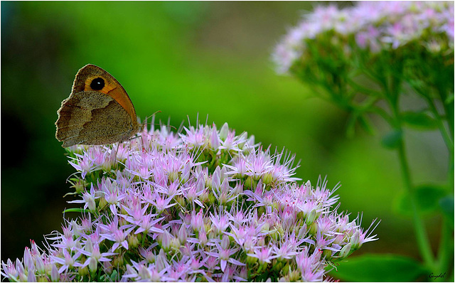 Un petit papillon ...