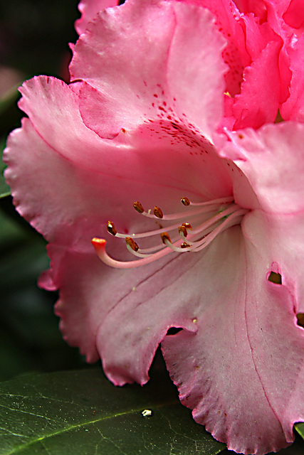 Rhododendron Park Wiefelstede