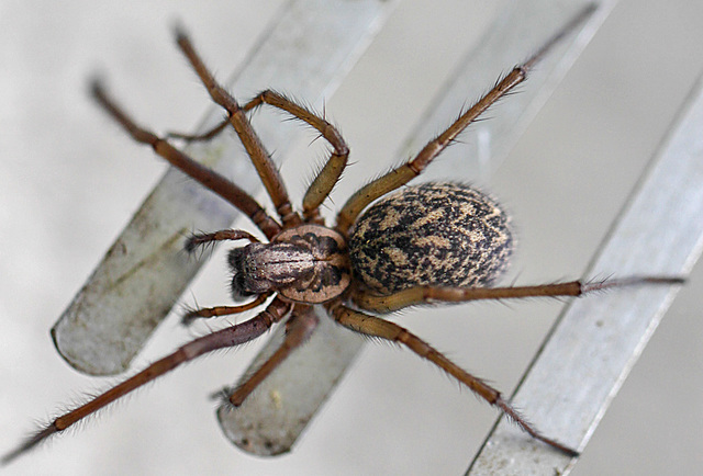 20100514 3459Mw [D~LIP] Haus-, Winkelspinne (Eratigena atrica syn. Tegenaria atrica), Bad Salzuflen