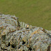 Male Wheatear on a drystone wall