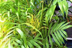 Some growth on one of the ferns