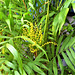 Some growth on one of the ferns