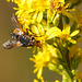 Die Igelfliege: ein harmloser Blütenbesucher - The tachinid fly: a harmless flower visitor