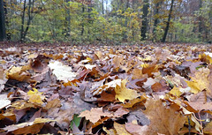 Herbstblätter auf einem Waldweg