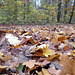 Herbstblätter auf einem Waldweg