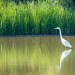 Great white egret Great white egret