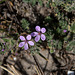 20140912 5220VRAw [NL] Terschelling