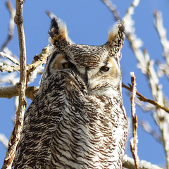 One of 9 Great Horned Owls
