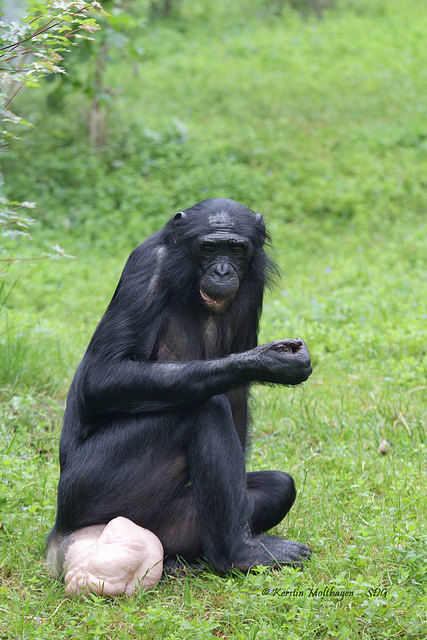 Chipita im Grünen (Wilhelma)