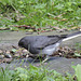 Dark-eyed Junco