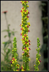 Verbascum nigrum (1)