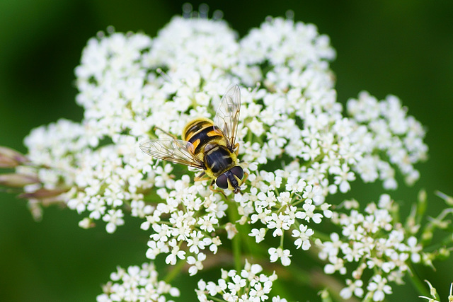 Schwebfliege auf Giersch