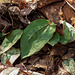 Tipularia discolor (Crane-fly orchid) leaf