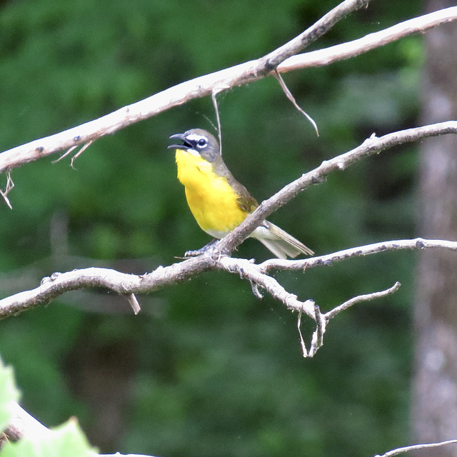 Yellow-breasted chat - good mood