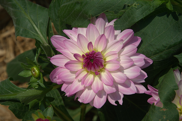 dahlia