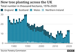 clch - UK tree planting