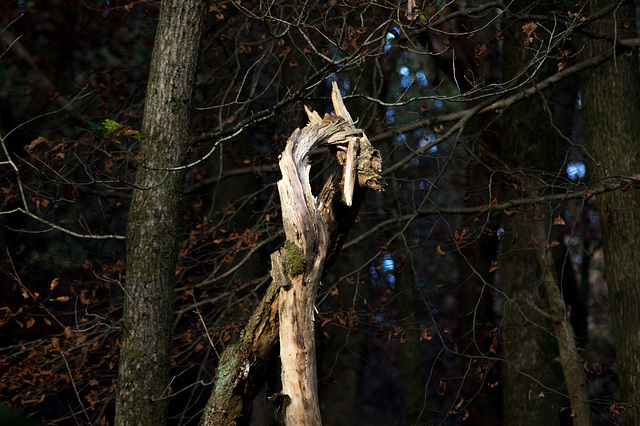 Monster dead tree