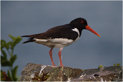 EF7A5052 Oystercatcher