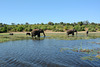 Botswana, Elephants and Buffalo in the Wetlands of Chobe National Park