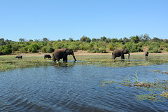 Botswana, Elephants and Buffalo in the Wetlands of Chobe National Park