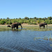 Botswana, Elephants and Buffalo in the Wetlands of Chobe National Park