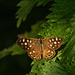 Speckled wood butterfly Speckled wood butterfly