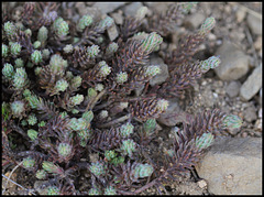 Petrosedum rupestre reflexum