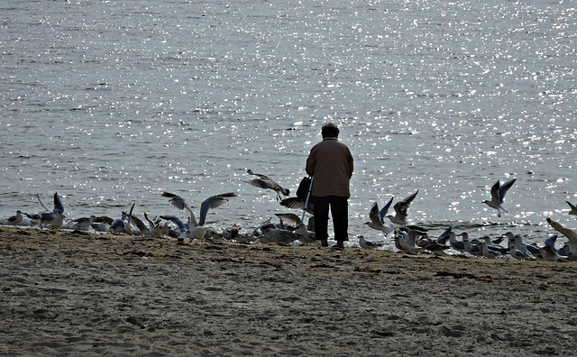 la dame et ses mouettes