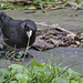 Dark-eyed Junco