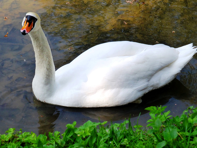 DE - Kerpen - Swan at Burg Bergerhausen