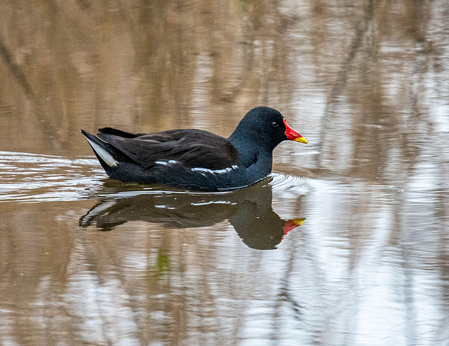 Moorhen