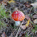 Leuchtende Flecken im Wald IV