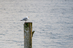 Gull