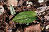 Tipularia discolor (Crane-fly orchid) leaf