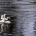 Mute Swan, River Leven, Dumbarton