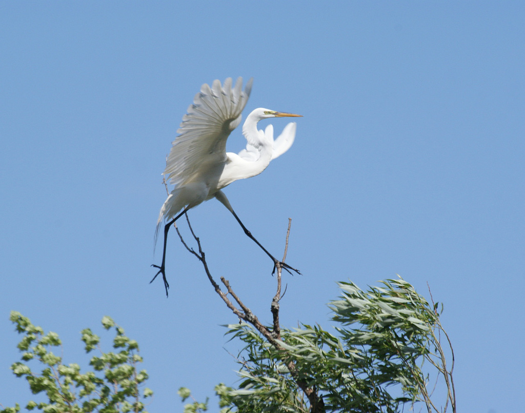 25/50 grande aigrette-great egret