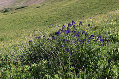 Subalpine Larkspur