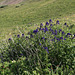 Subalpine Larkspur