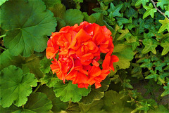 Red Geranium