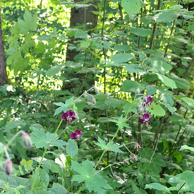 Brauner Storchschnabel (Geranium phaeum)