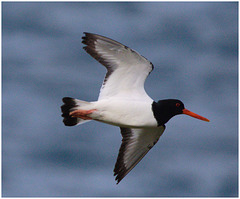 EF7A5059 Oystercatcher