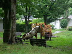 Plants grow in the rainy season